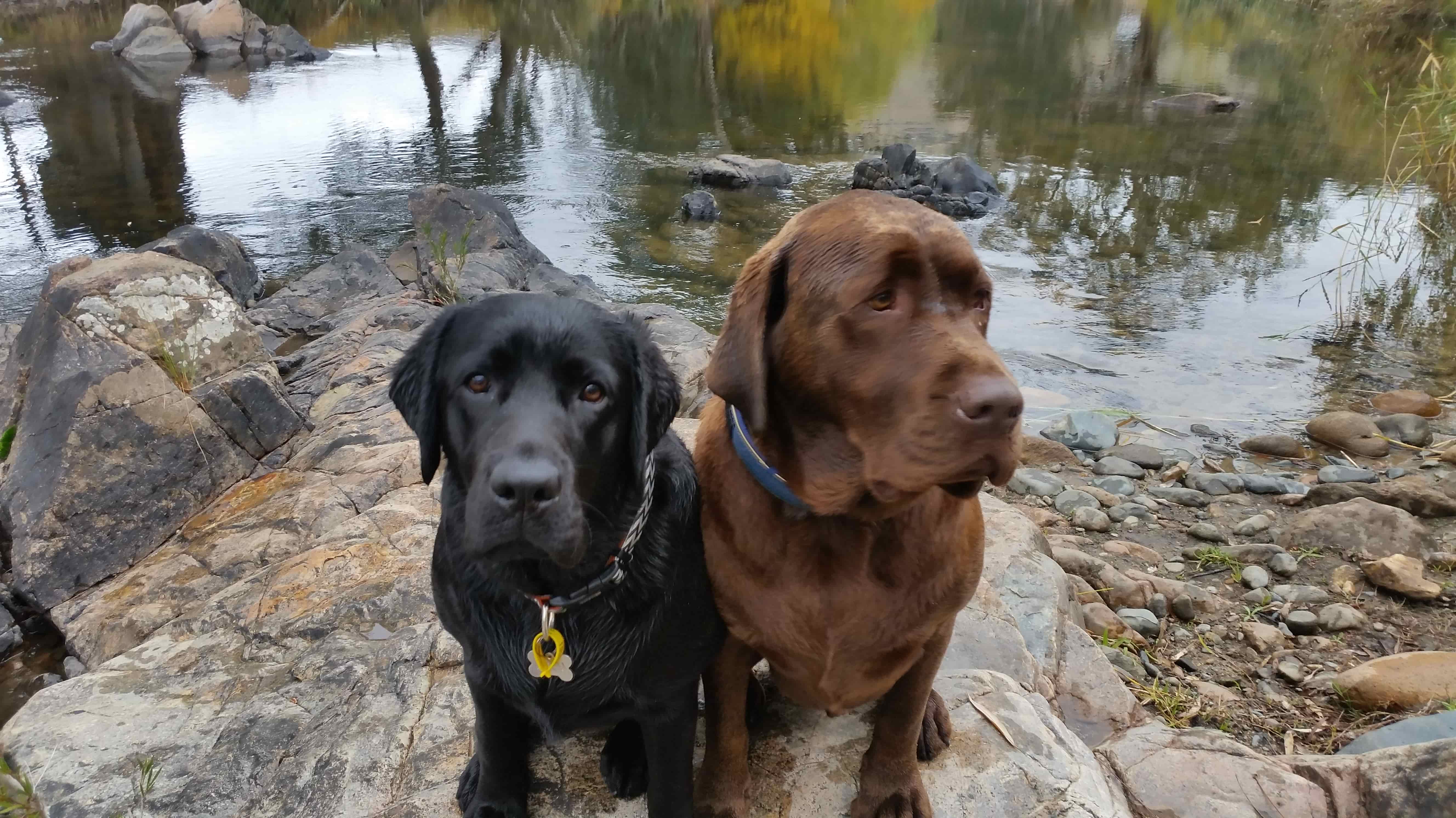Two Labrador dogs sitting on the rocks by the river at Elm Cottage
