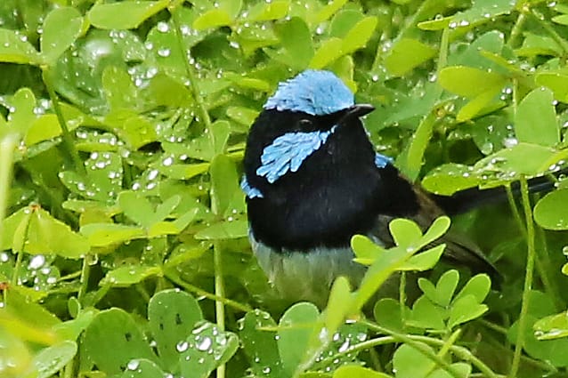 Superb fairy-wren at Elm Cottage
