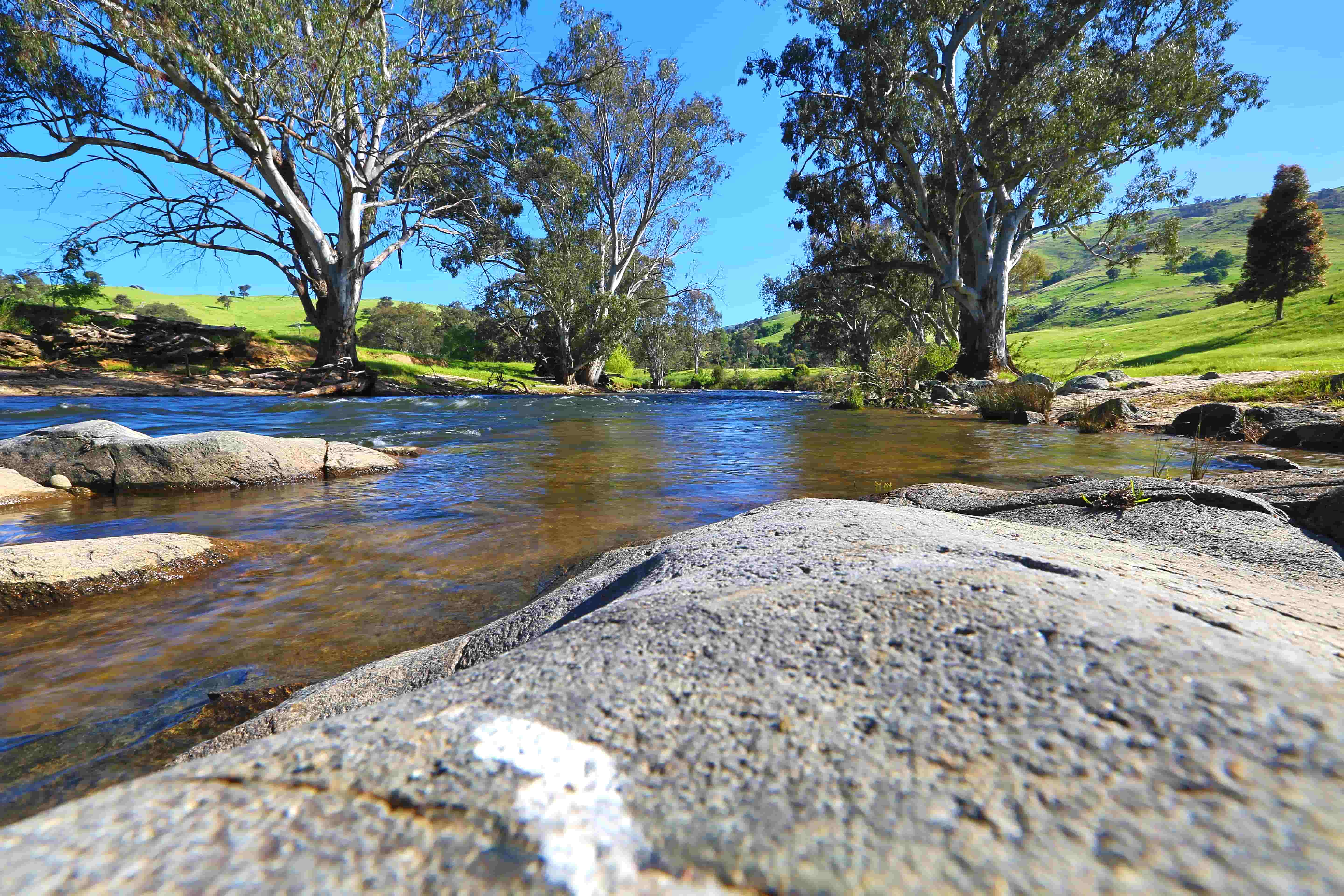 Gum trees lining the Goobaragandra River at Elm Cottage