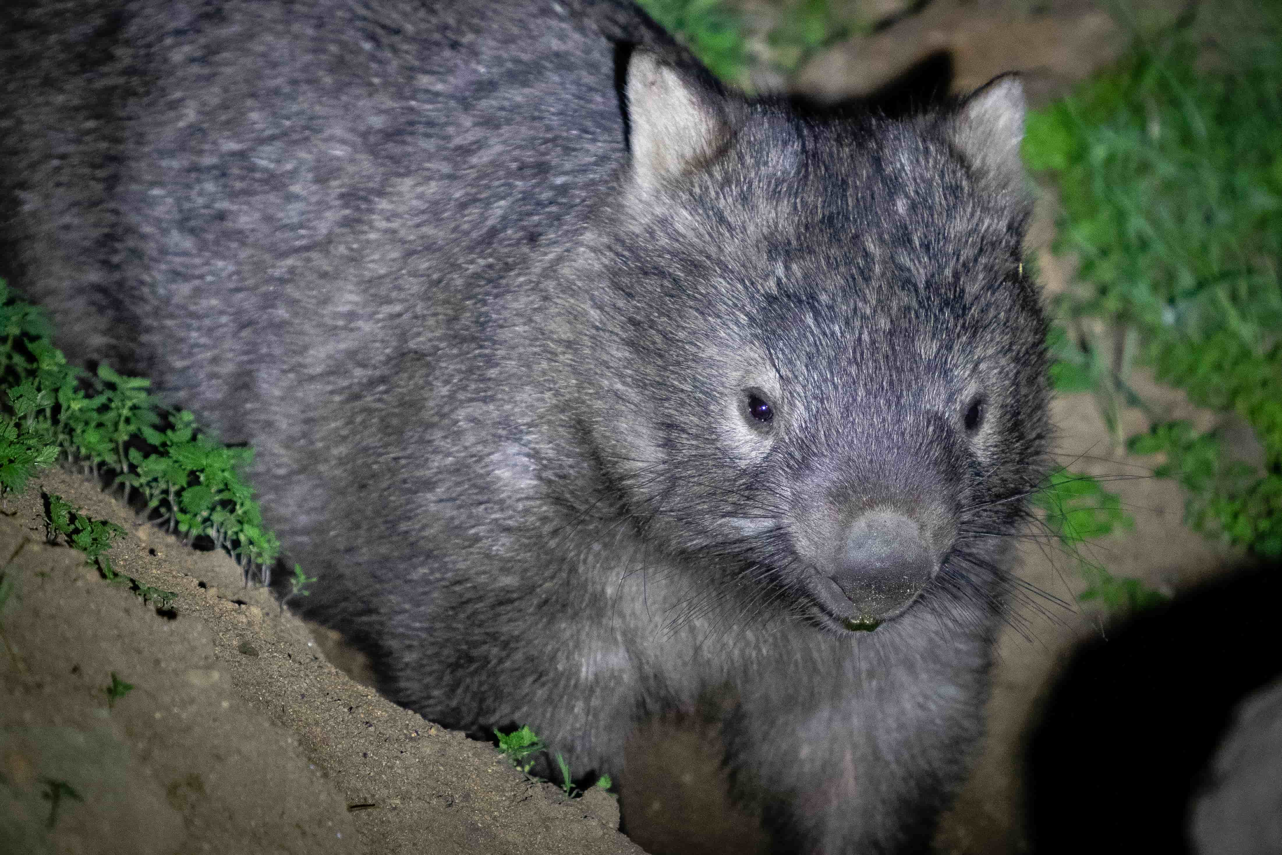 Wombat outside its burrow at Elm Cottage