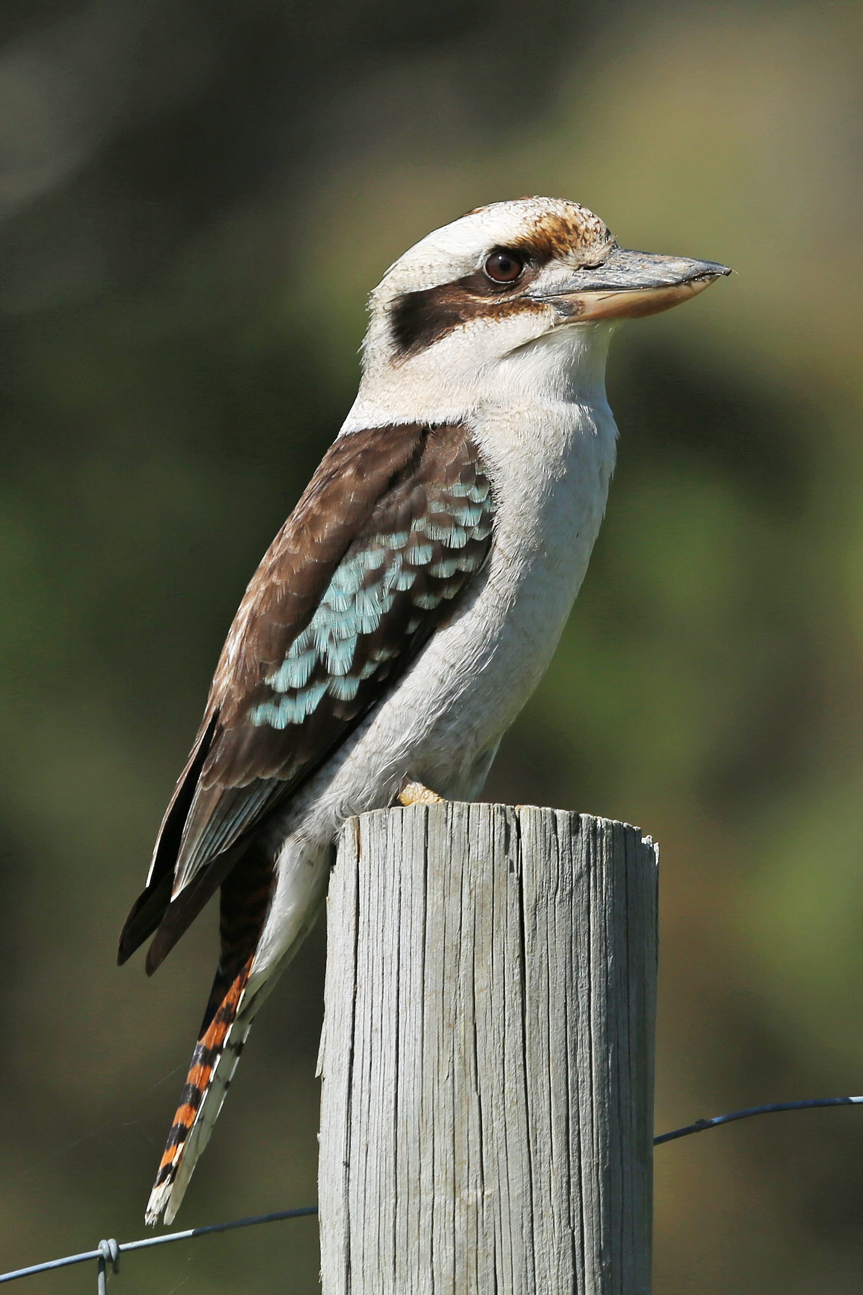 Kookaburra at Elm Cottage