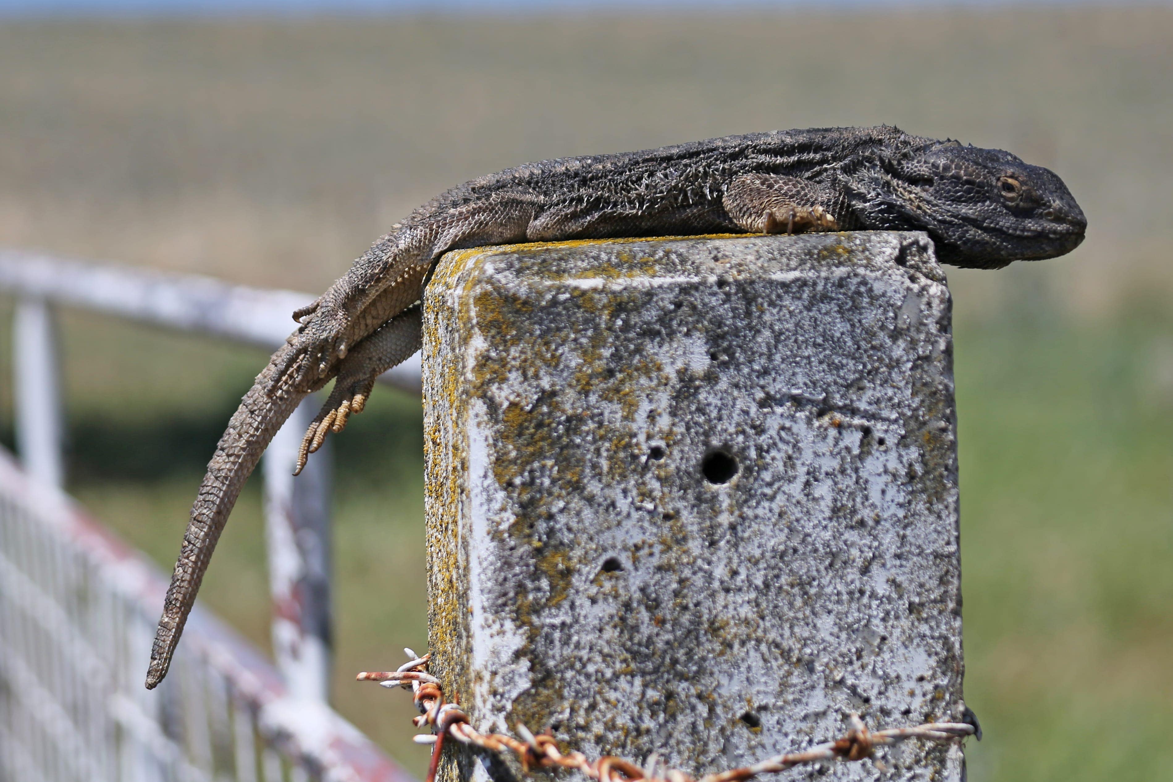 Water dragon sunning by the river