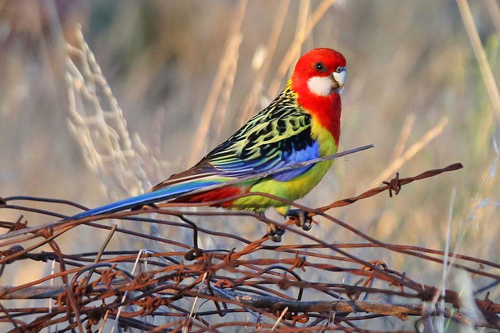Eastern rosella at Elm Cottage