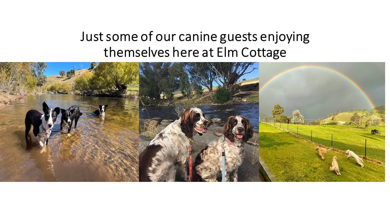 Collage of canine guests enjoying themselves at Elm Cottage: collies in the river, spaniels by the water, and pups chasing a rainbow