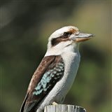 Laughing kookaburra perched on a fence post at Elm Cottage