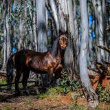A brumby standing among the gum trees of the high country near Tumut