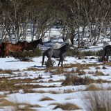 Brumbies among the snow gums in winter in the Snowy Mountains