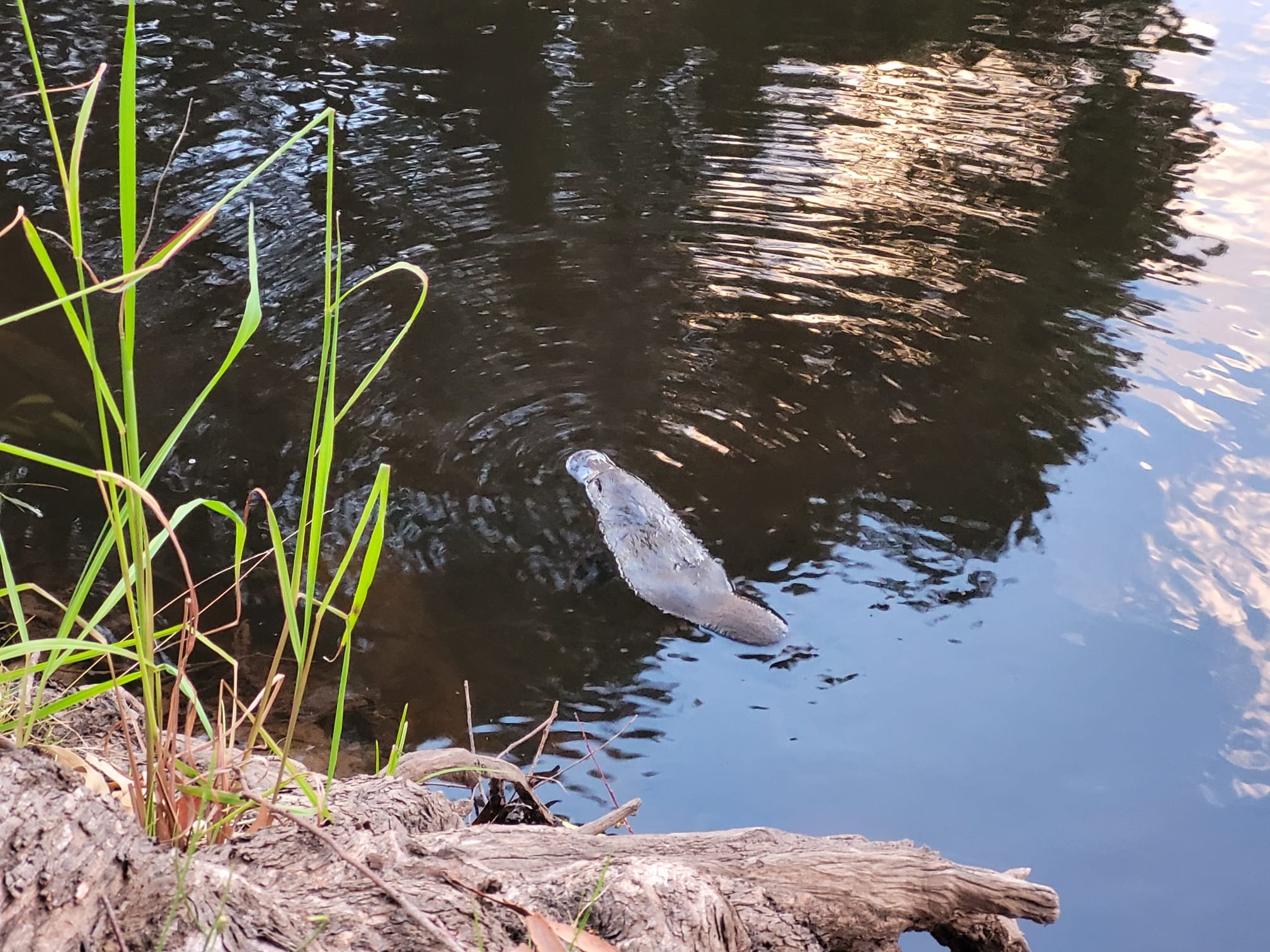 Platypus swimming in the Goobaragandra River at Elm Cottage