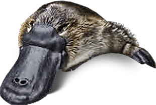 Platypus in the river