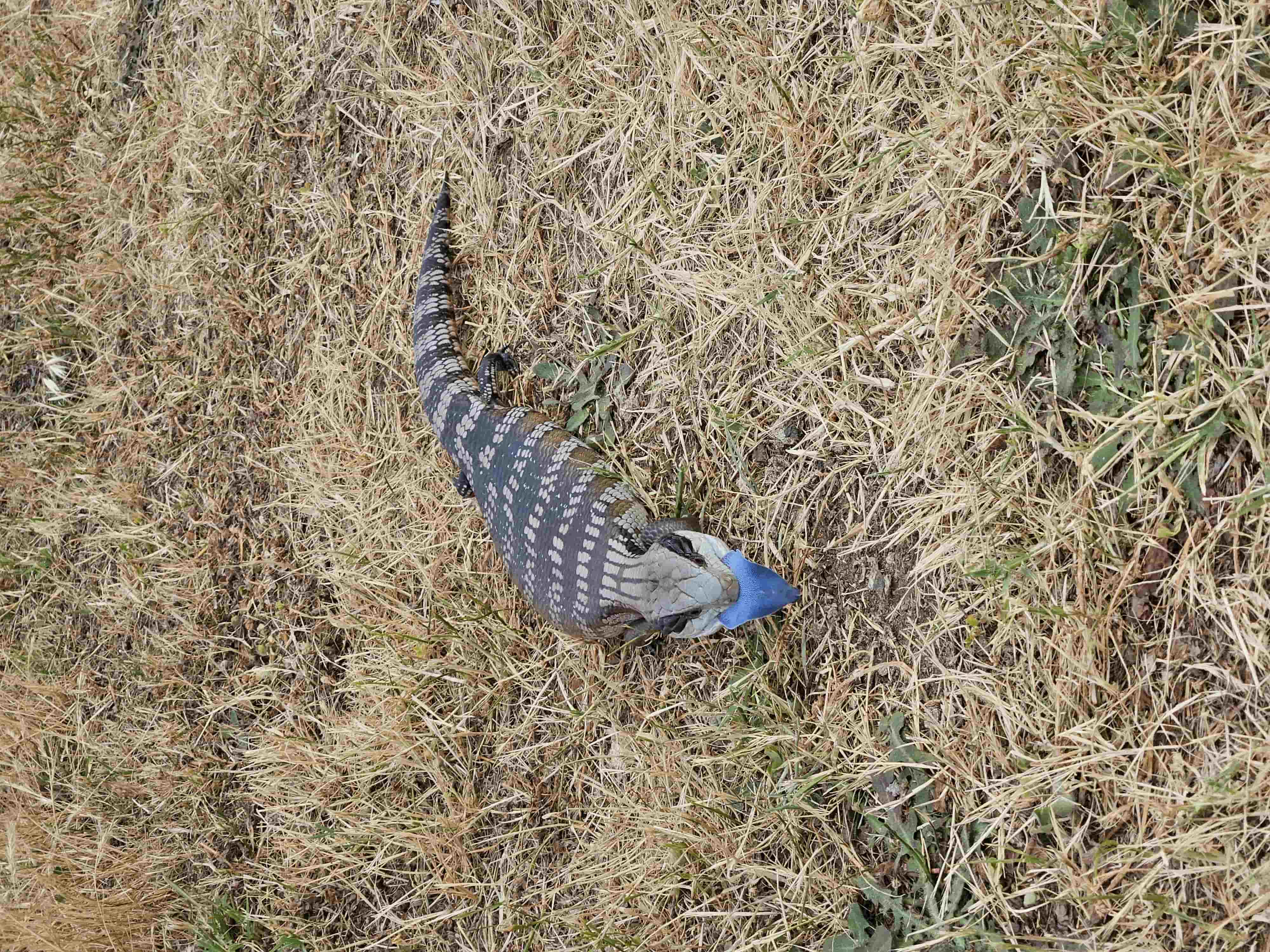 A blue-tongue lizard in the grass at Elm Cottage