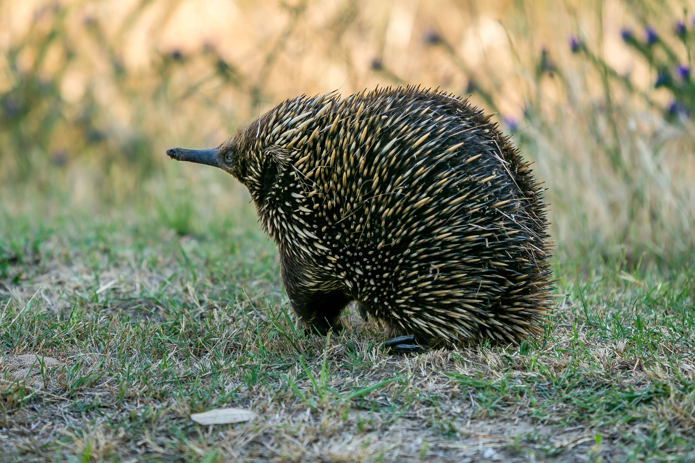 Echidna foraging in the grass at Elm Cottage